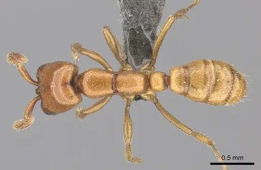 Dorylus helvolus specimen CASENT0235882 image casent0235882_1