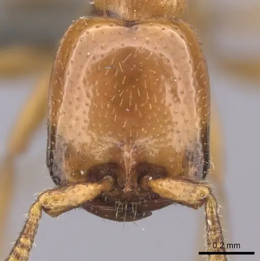 Dorylus helvolus specimen CASENT0235882 image casent0235882_2