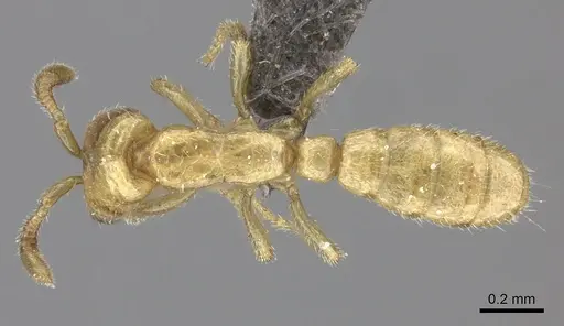 Dorylus helvolus specimen CASENT0235883 image casent0235883_1