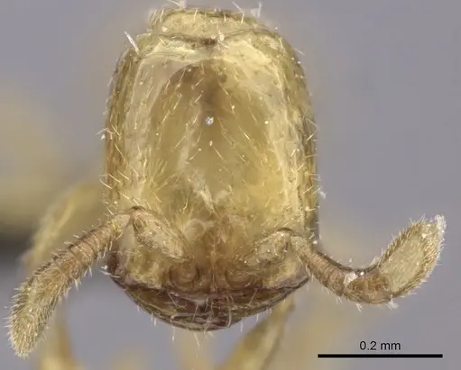 Dorylus helvolus specimen CASENT0235883 image casent0235883_2