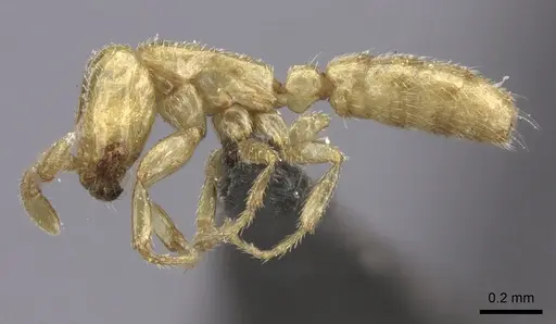 Dorylus helvolus specimen CASENT0235883 image casent0235883_3