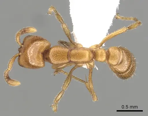 Dorylus helvolus specimen CASENT0249446 image casent0249446_1