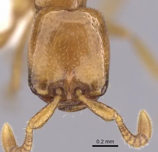 Dorylus helvolus specimen CASENT0249446 image casent0249446_2