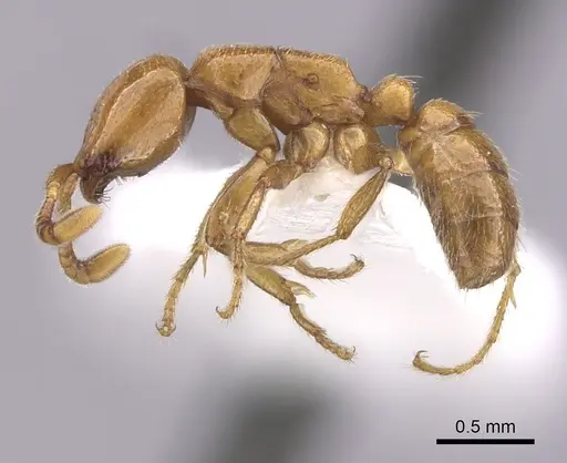 Dorylus helvolus specimen CASENT0249446 image casent0249446_3