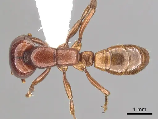 Dorylus helvolus specimen CASENT0249447 image casent0249447_1