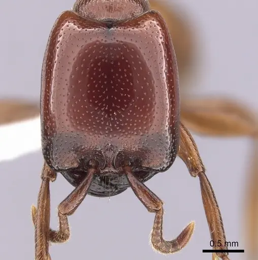 Dorylus helvolus specimen CASENT0249447 image casent0249447_2