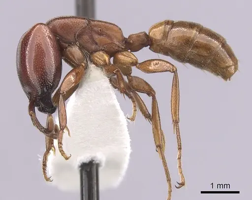 Dorylus helvolus specimen CASENT0249447 image casent0249447_3
