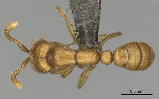 Dorylus helvolus specimen CASENT0252061 image casent0252061_1