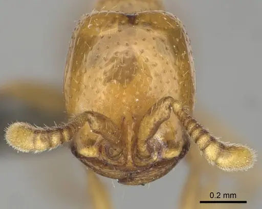 Dorylus helvolus specimen CASENT0252061 image casent0252061_2