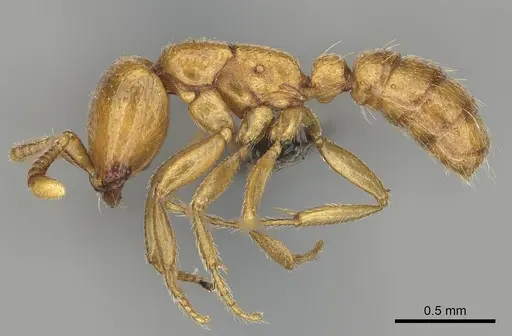 Dorylus helvolus specimen CASENT0252061 image casent0252061_3