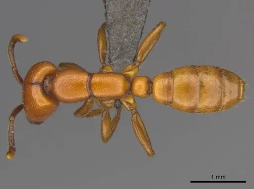 Dorylus helvolus specimen CASENT0252070 image casent0252070_1
