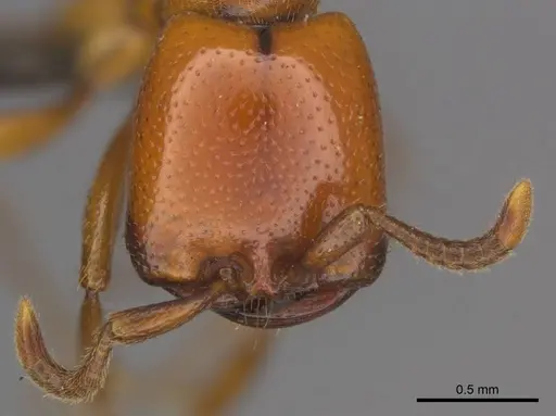 Dorylus helvolus specimen CASENT0252070 image casent0252070_2