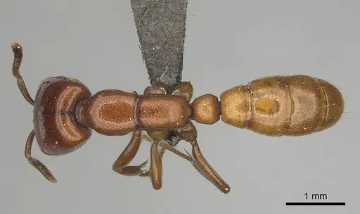 Dorylus helvolus specimen CASENT0256787 image casent0256787_1