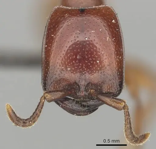 Dorylus helvolus specimen CASENT0256787 image casent0256787_2