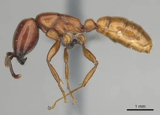 Dorylus helvolus specimen CASENT0256787 image casent0256787_3