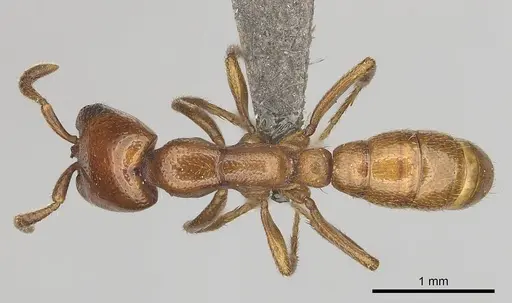 Dorylus helvolus specimen CASENT0256789 image casent0256789_1