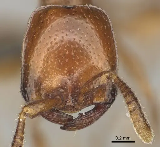 Dorylus helvolus specimen CASENT0256789 image casent0256789_2