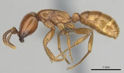 Dorylus helvolus specimen CASENT0256789 image casent0256789_3