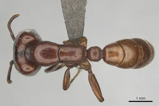 Dorylus helvolus specimen CASENT0256791 image casent0256791_1