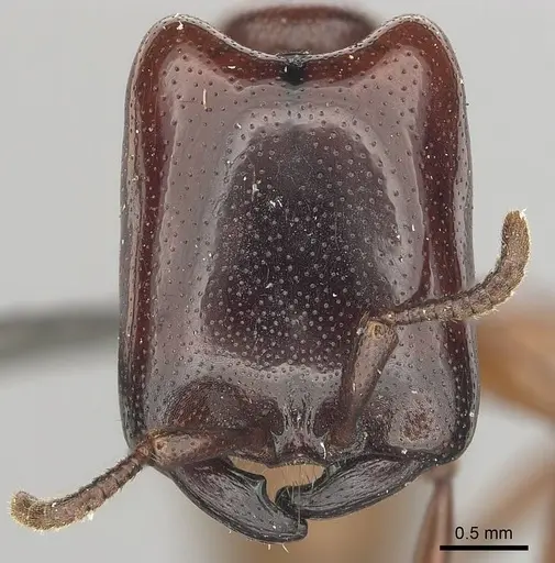 Dorylus helvolus specimen CASENT0256791 image casent0256791_2