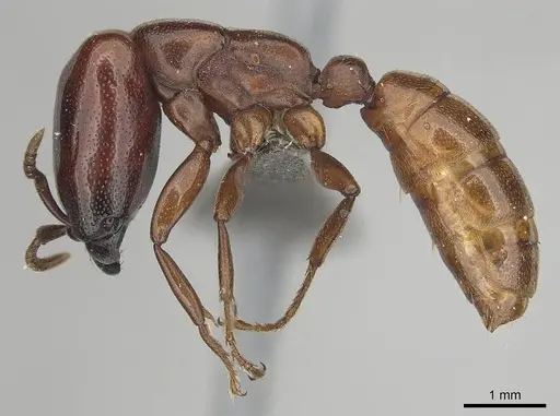 Dorylus helvolus specimen CASENT0256791 image casent0256791_3