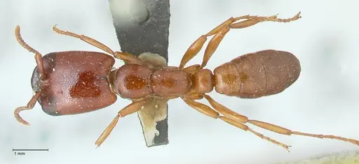 Dorylus helvolus specimen FOCOL1083 image focol1083_1