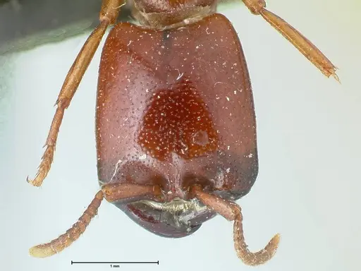 Dorylus helvolus specimen FOCOL1083 image focol1083_2