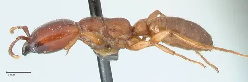 Dorylus helvolus specimen FOCOL1083 image focol1083_3