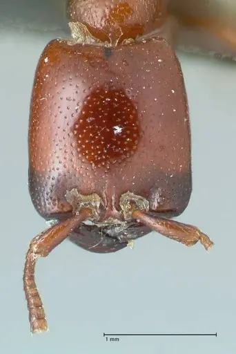 Dorylus helvolus specimen FOCOL1084 image focol1084_2