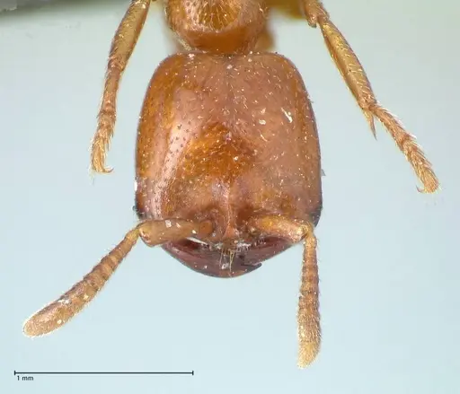 Dorylus helvolus specimen FOCOL1085 image focol1085_2