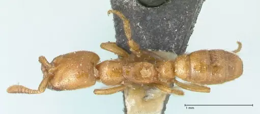 Dorylus helvolus specimen FOCOL1086 image focol1086_1