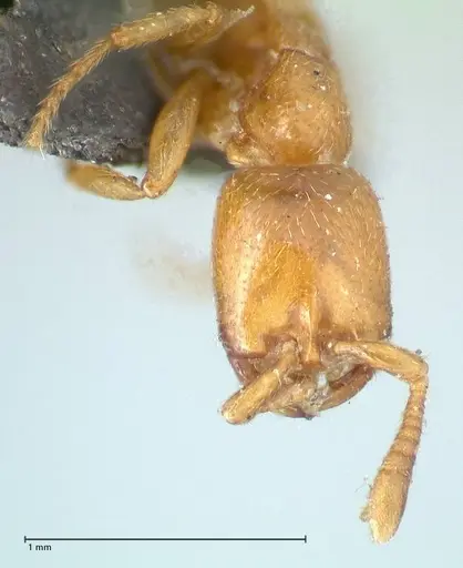 Dorylus helvolus specimen FOCOL1086 image focol1086_2