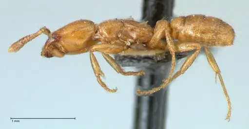 Dorylus helvolus specimen FOCOL1086 image focol1086_3