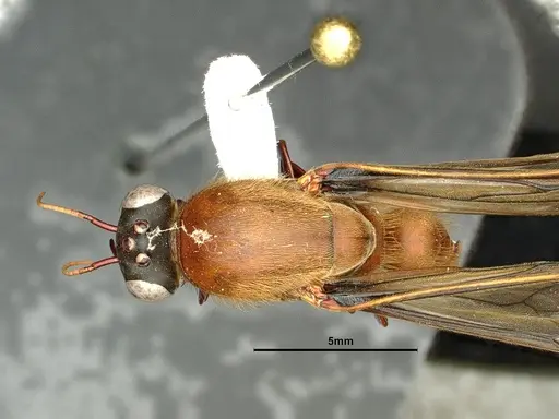 Dorylus katanensis specimen CASENT0883441 image casent0883441_1