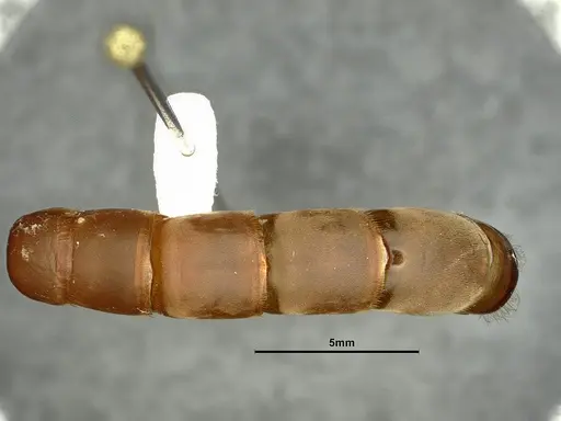 Dorylus katanensis specimen CASENT0883441 image casent0883441_2
