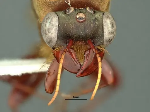 Dorylus katanensis specimen CASENT0883441 image casent0883441_3