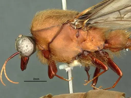 Dorylus katanensis specimen CASENT0883441 image casent0883441_4