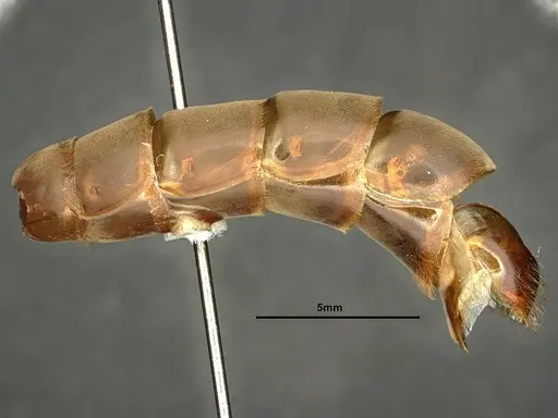 Dorylus katanensis specimen CASENT0883441 image casent0883441_5