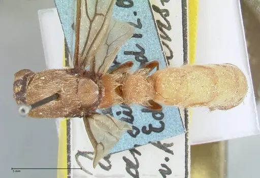 Dorylus katanensis specimen FOCOL1116 image focol1116_1