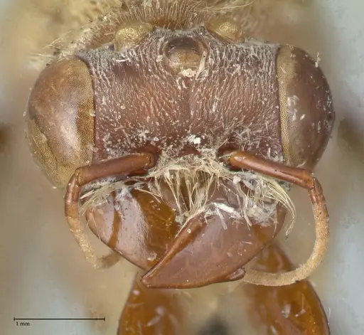 Dorylus katanensis specimen FOCOL1116 image focol1116_2