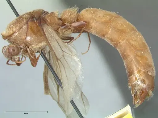Dorylus katanensis specimen FOCOL1116 image focol1116_3