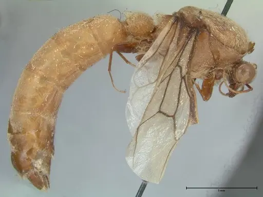Dorylus katanensis specimen FOCOL1116 image focol1116_4