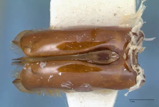 Dorylus katanensis specimen FOCOL1117 image focol1117_1
