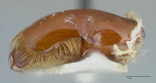 Dorylus katanensis specimen FOCOL1117 image focol1117_2