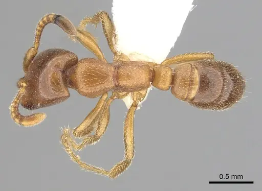 Dorylus kohli specimen CASENT0249433 image casent0249433_1