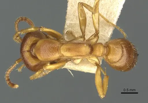 Dorylus kohli specimen CASENT0902698 image casent0902698_1