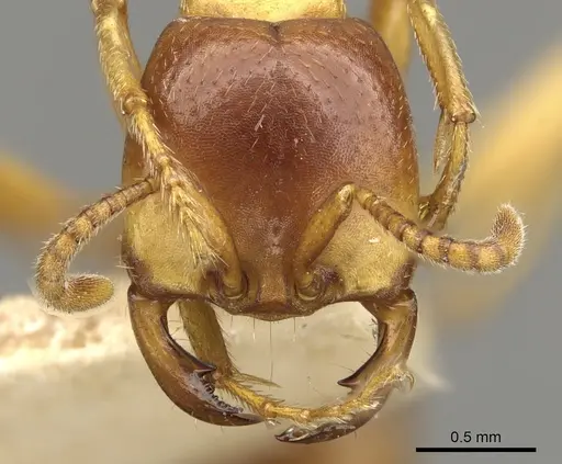 Dorylus kohli specimen CASENT0902698 image casent0902698_2