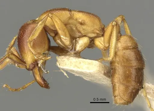 Dorylus kohli specimen CASENT0902698 image casent0902698_3