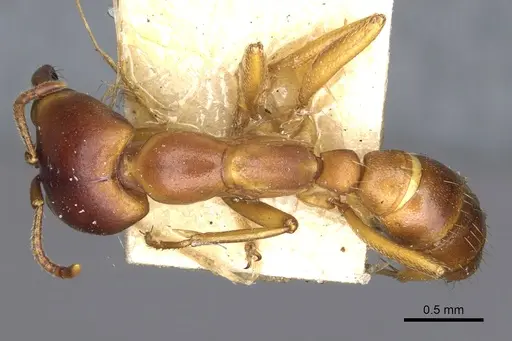 Dorylus kohli specimen CASENT0902699 image casent0902699_1
