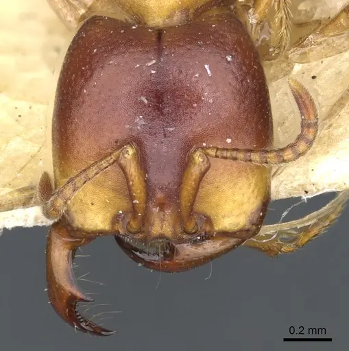 Dorylus kohli specimen CASENT0902699 image casent0902699_2